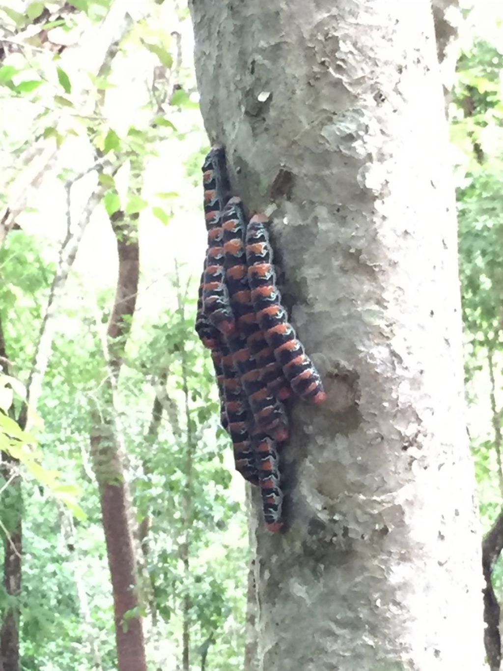 larve di Arsenura armida (Lepidoptera-Saturniidae )- Messico